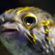 pufferfish